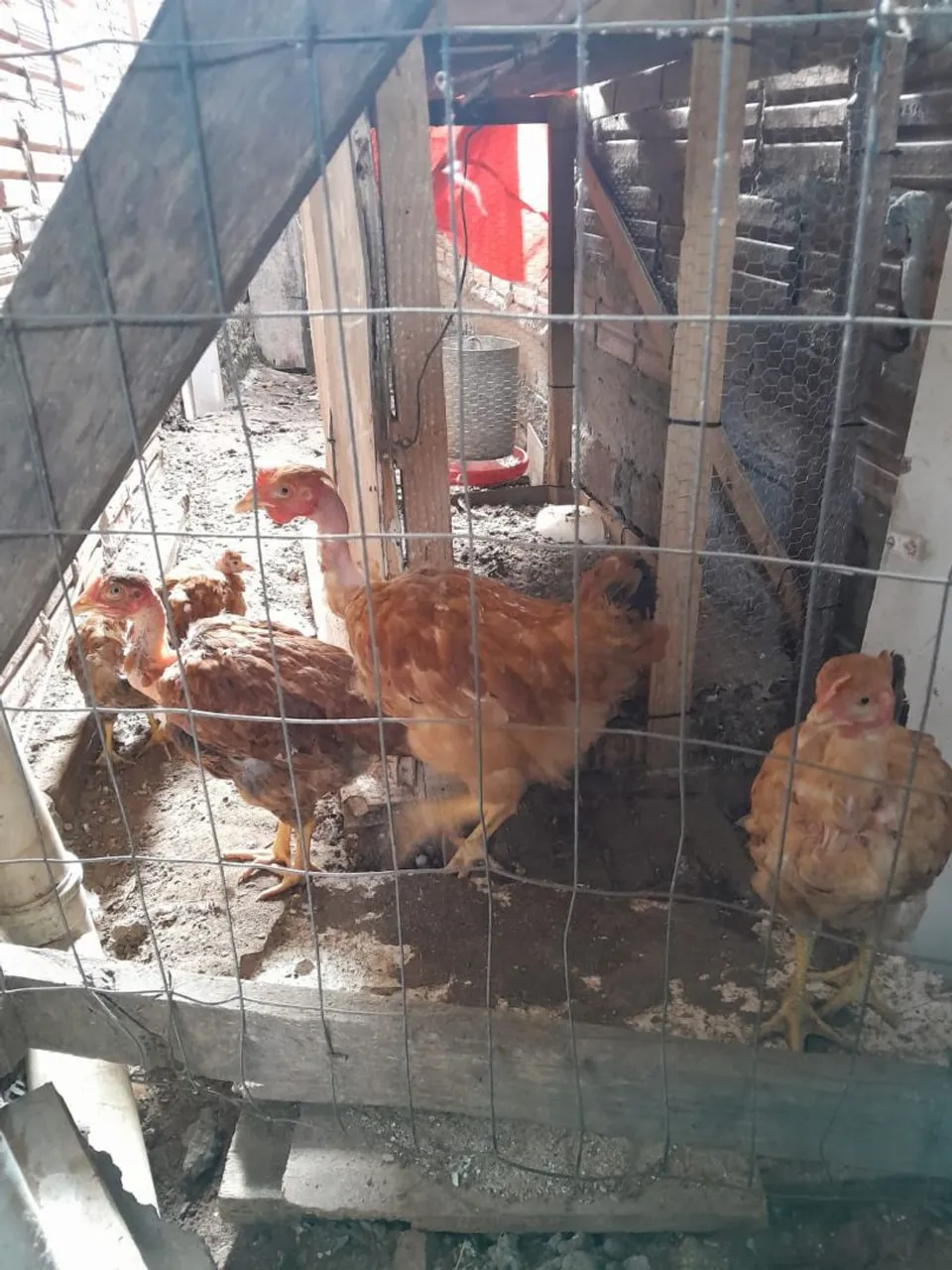 Pintinhos e Franguinhos Polaca - Pescoço Pelado