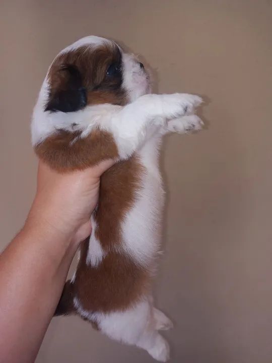 Filhote de Shih Tzu - Lindíssimo! - Foto 3