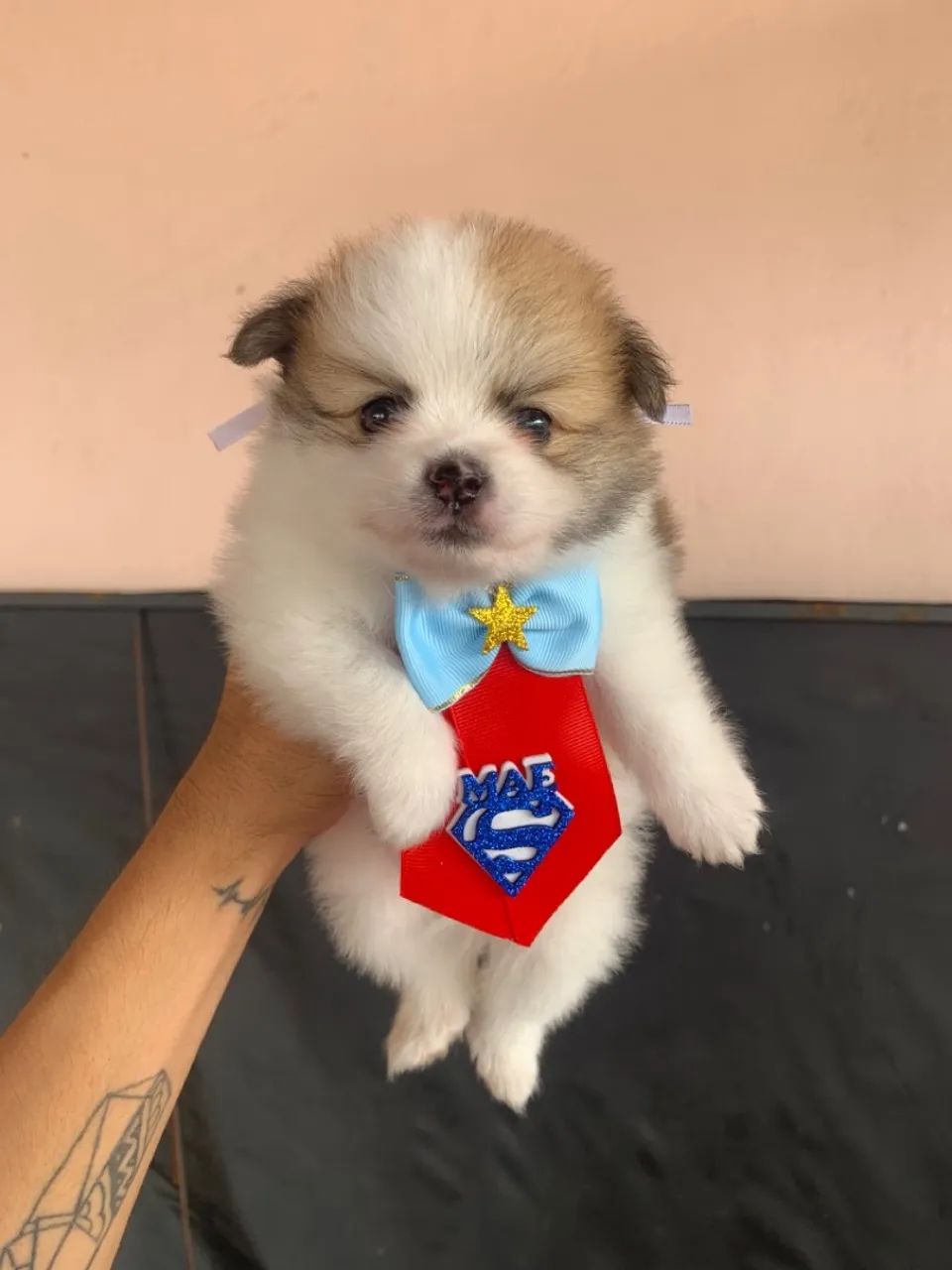 Filhote de Spitz Alemão Anao 