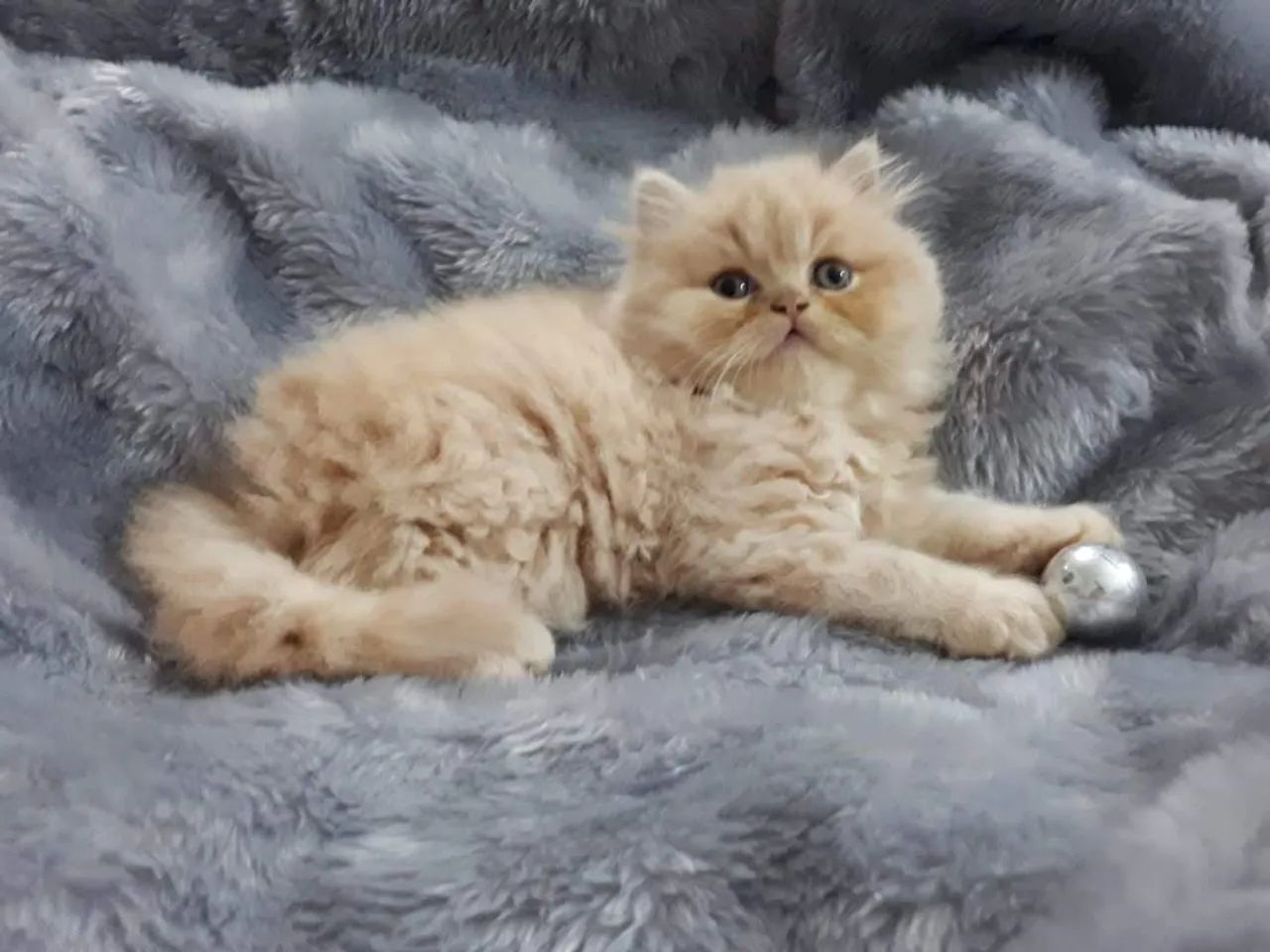 Persa ideais para a sua família - Foto 4