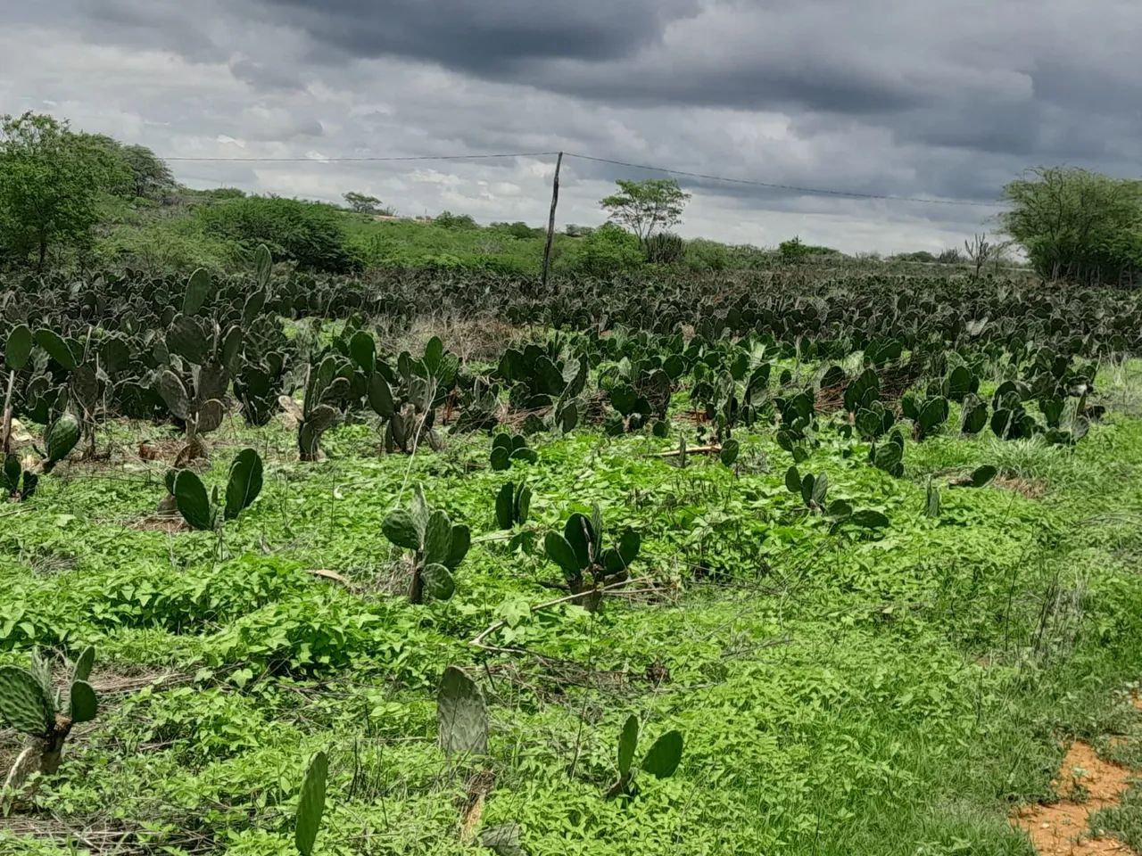 Venda ou troca - Foto 3