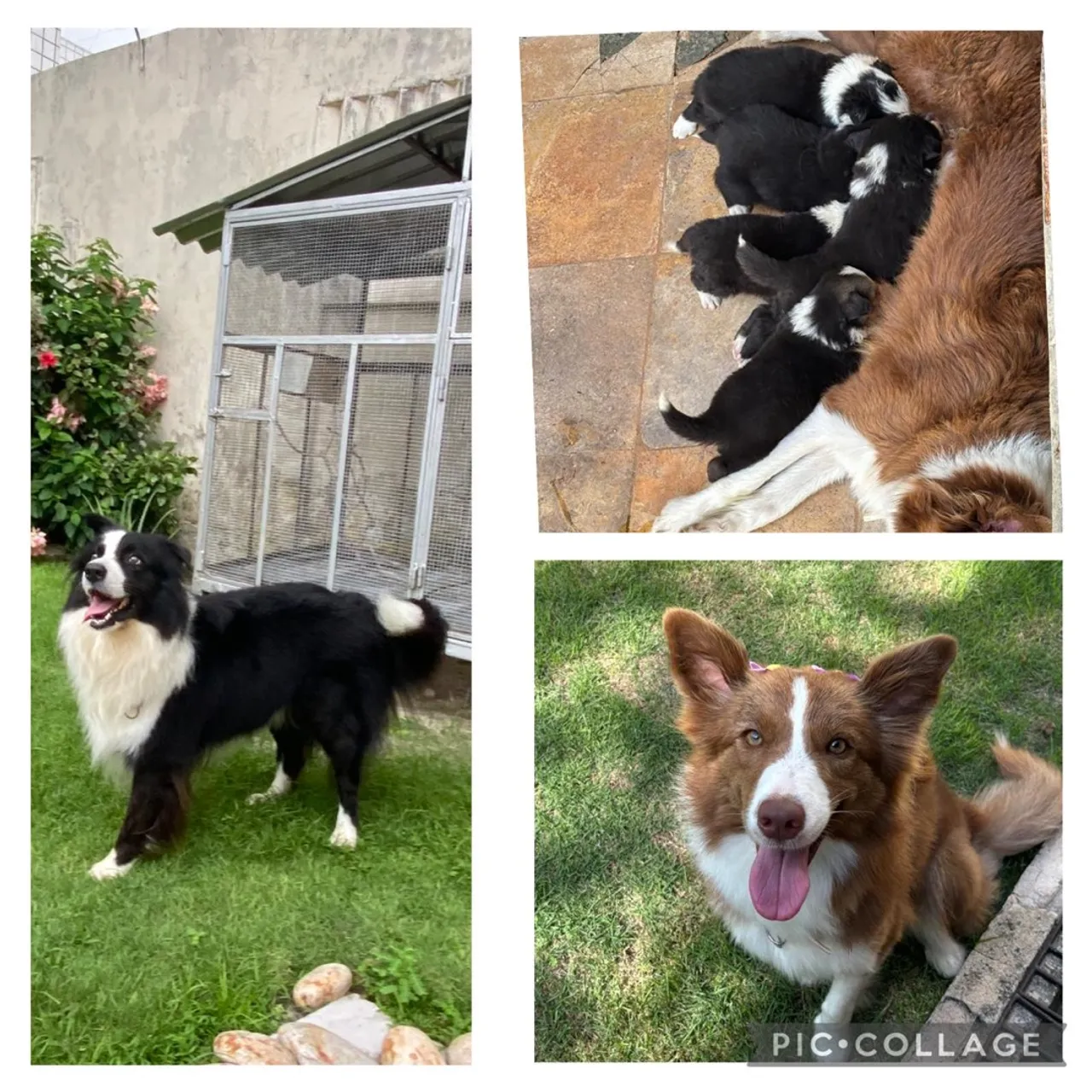 Filhote de Border Collie Tricolor Fêmea