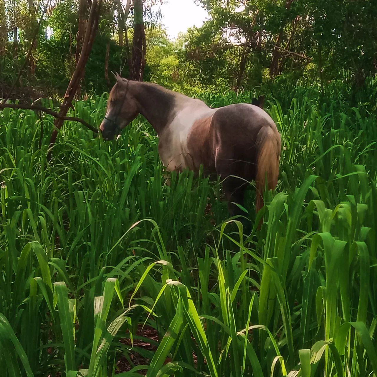 Potro Marcha Picada  - Foto 4