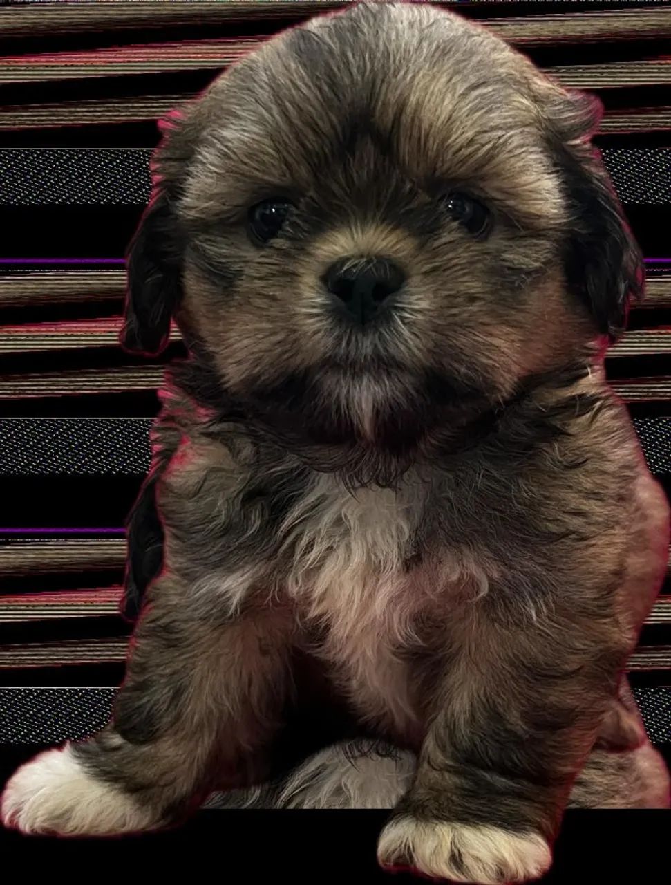 "Shih Tzu: Filhotes Encantadores Esperando um Lar Amoroso!"