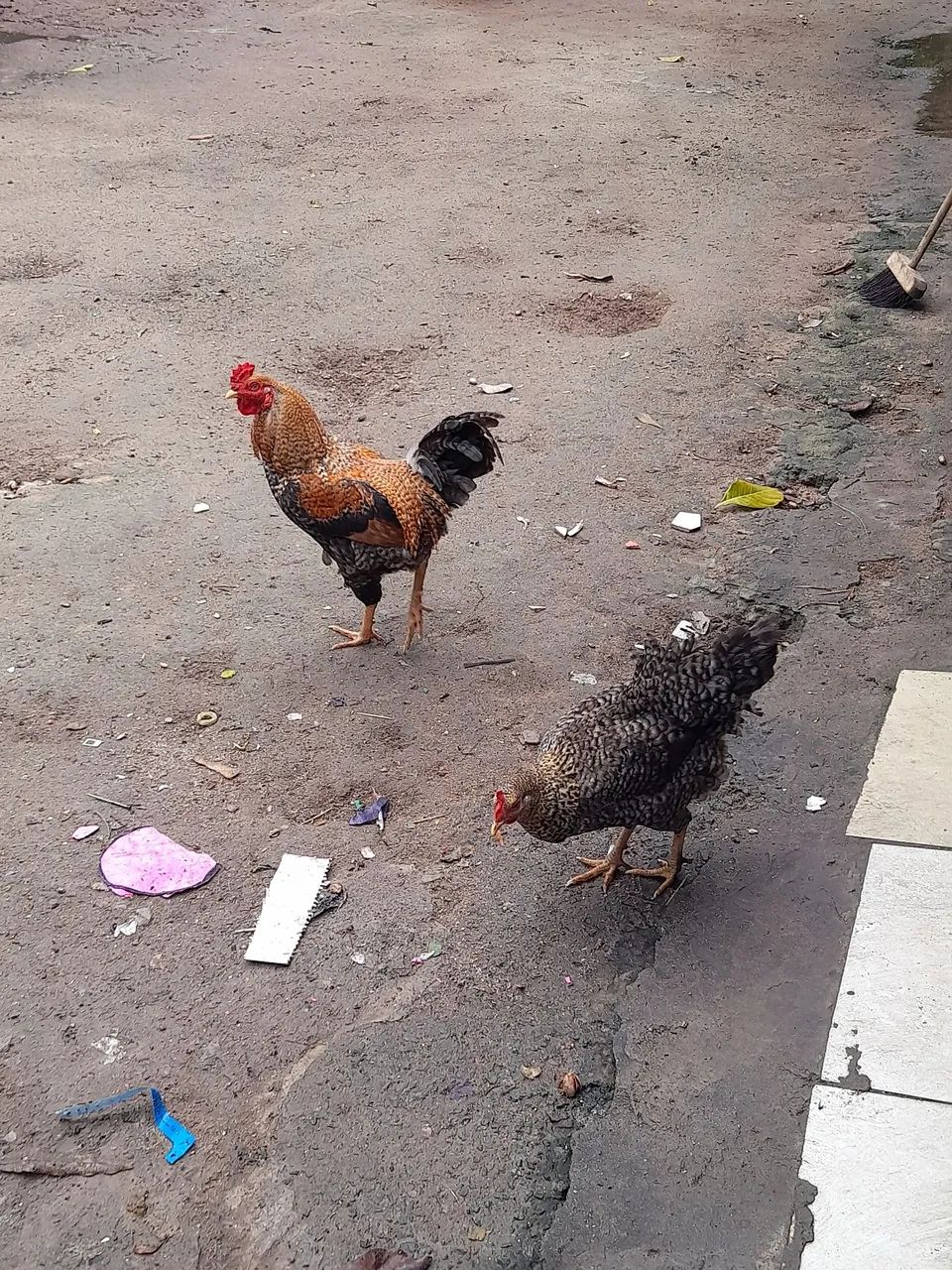 Casal 