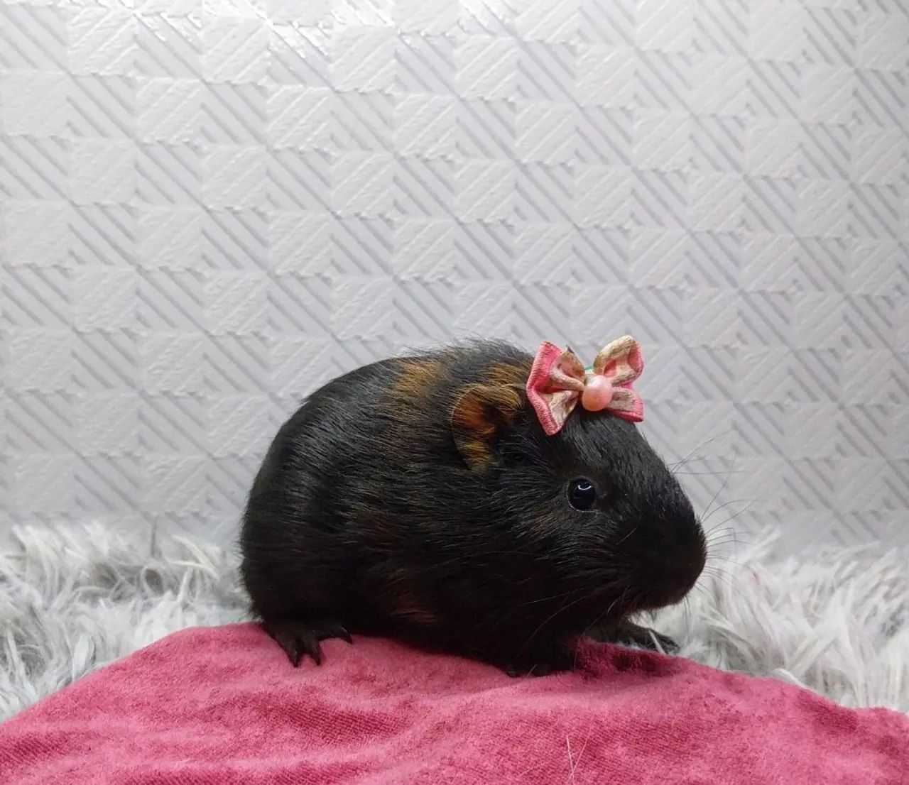 Porquinha da Índia Fofa - Pronta para Amar! - Foto 2