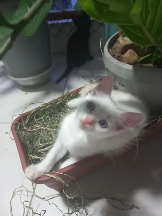 Gatinho Branco Fofo para Adoção