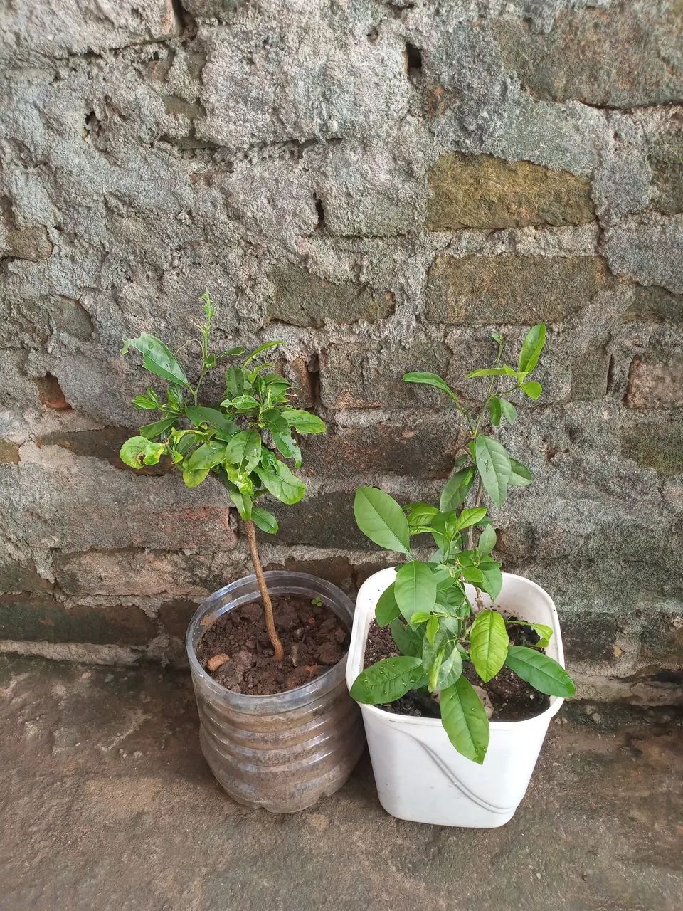 Duas mudas de plantas prontas para o seu jardim!