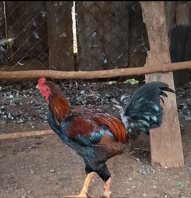Galo índio 