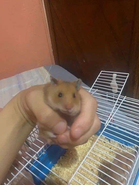 3 hamsters fofinhos para adoção - Foto 2