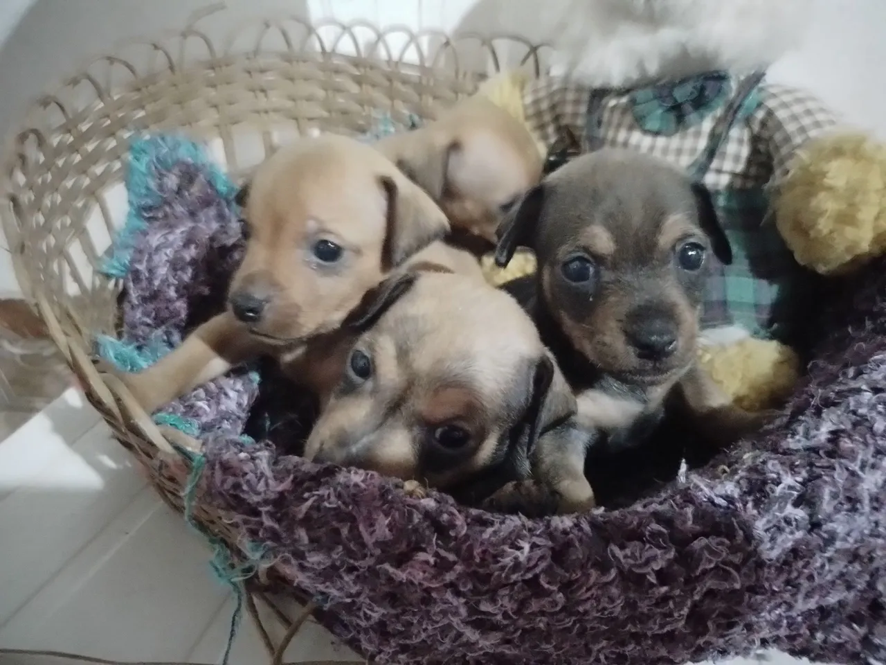 Filhotes de Pinscher à venda