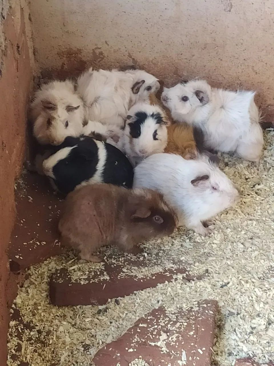 Porquinho da india - Foto 6