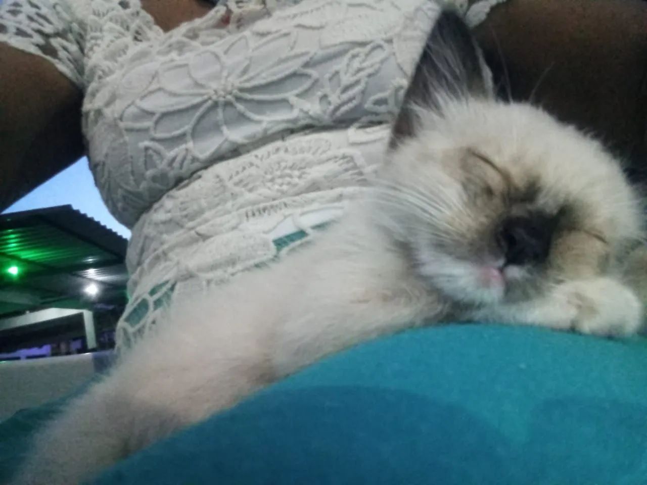 Macho filhote 2 meses - Foto 2