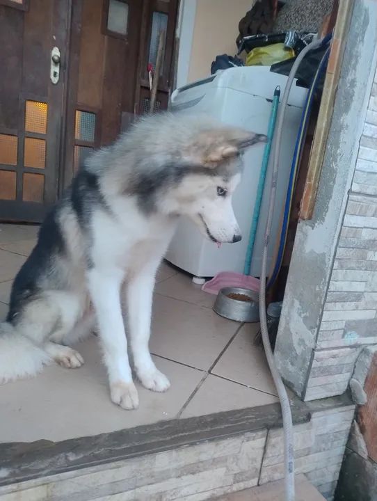 Husky Siberiano - Filhote - Foto 3