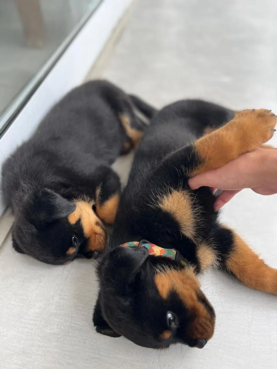 Filhote Rottweiler fêmea - Foto 2