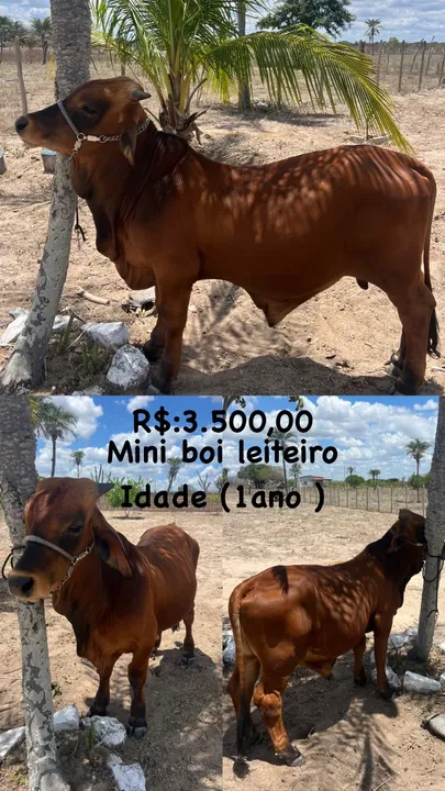 Mini boi linha leiteiro