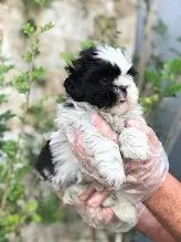 Shih tzu Fazemos criação profissional, com todo empenho, carinho e Amor - Foto 2