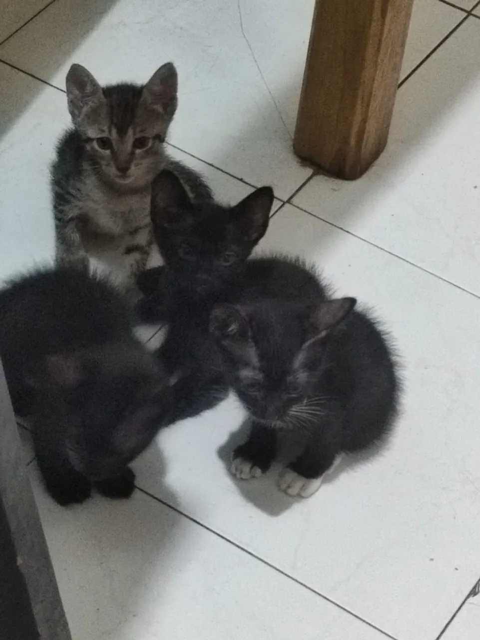 Gatinhos fofinhos para adoção, são 3 machos e uma femea