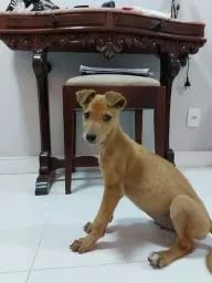 GALGO GREYHOUNDS OU GALGO INGLÊS