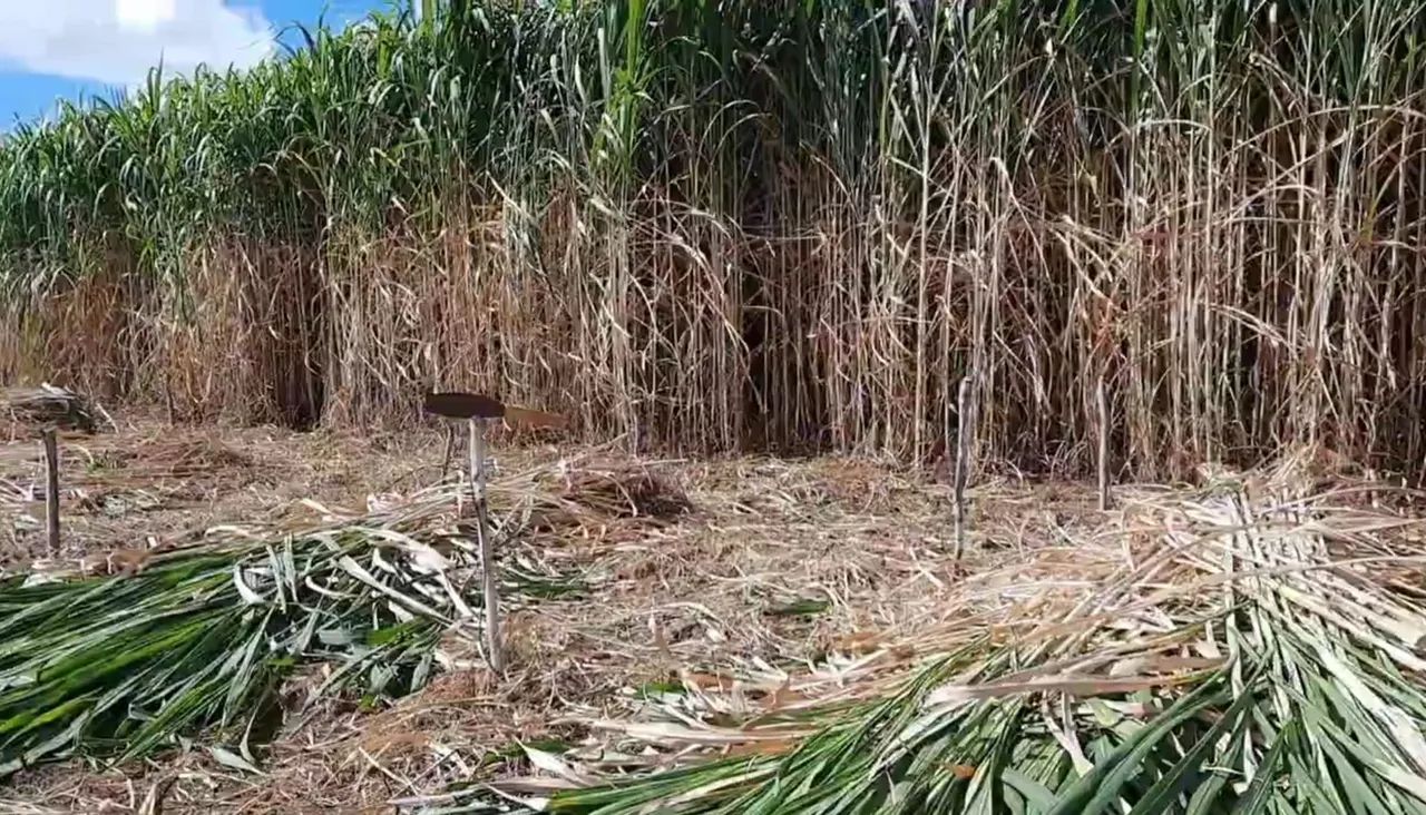 REI DO VOLUMOSO VENDO MUDAS BRS CAPIAÇU E KURUMI  - Foto 2