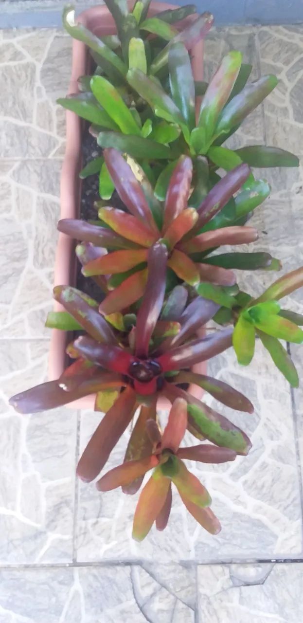 Bromélias Rubi - Foto 3
