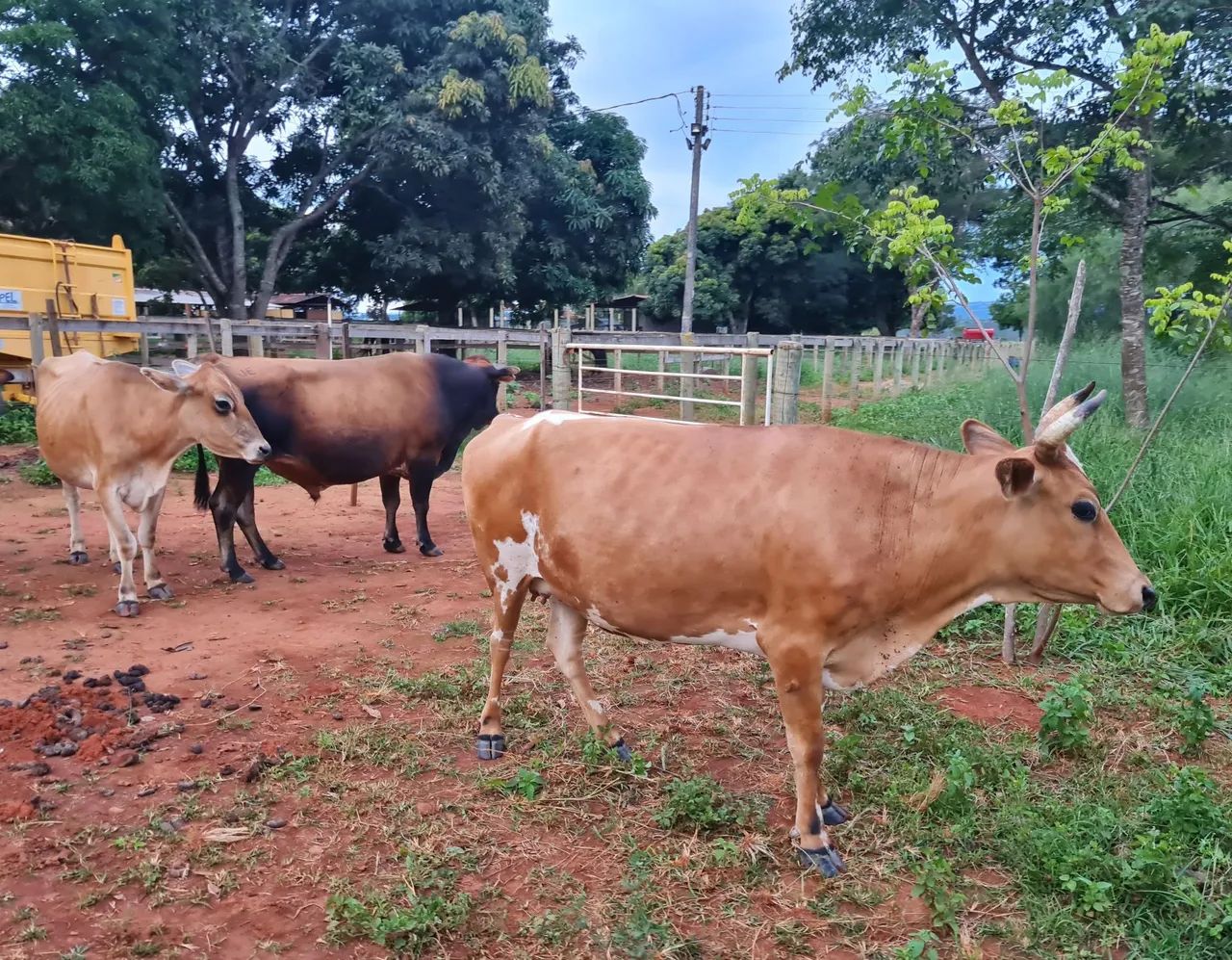 2 vacas Jersey e 1 touro/boi jersey - Foto 5