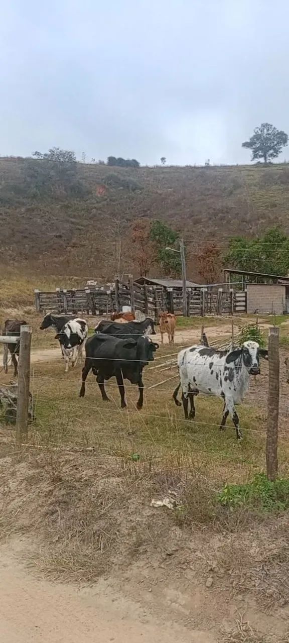 Vacas girolando para cria e leite - Foto 2