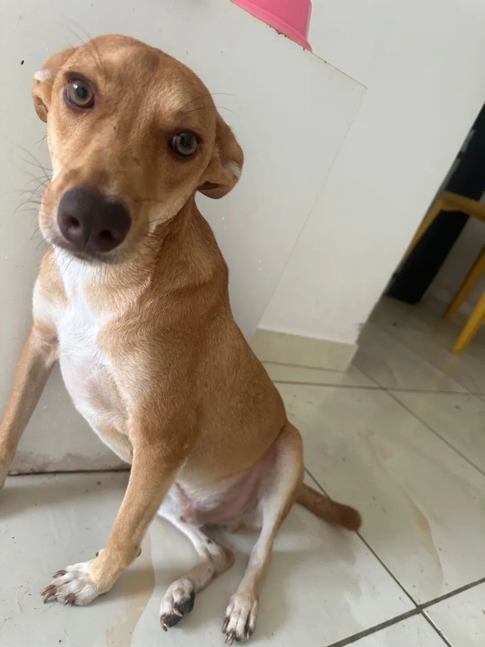 Cachorros castrados e vacinados para adoção  - Foto 5