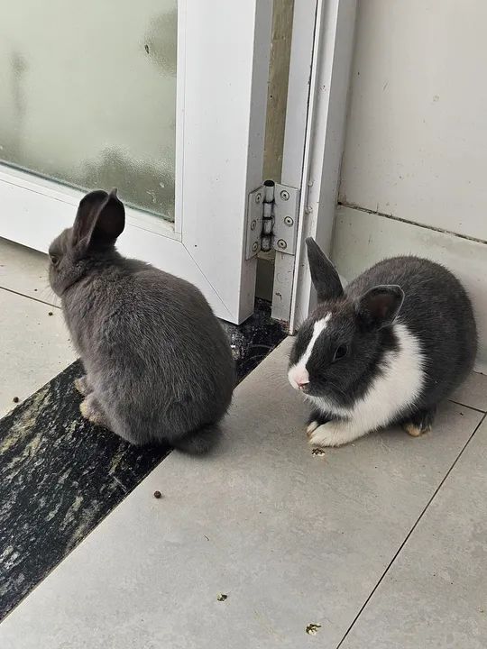 Mini coelho anao  - Foto 3