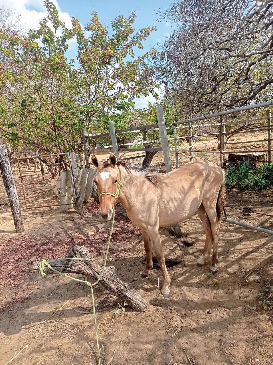 Pouda meio sangue de manga larga 
