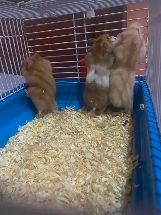 3 hamsters fofinhos para adoção - Foto 4