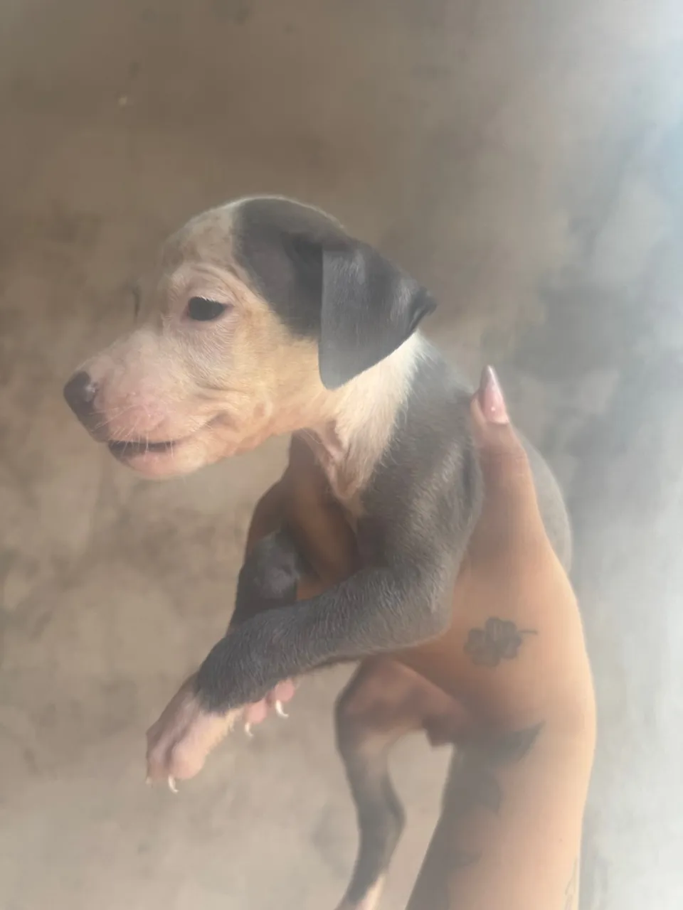Filhote pitbull Azul