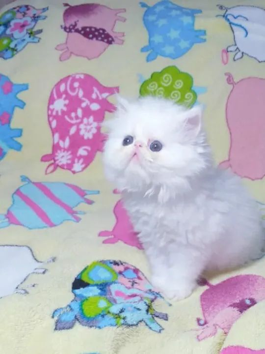 PERSA SHOW Fêmea Branca - (2 Meses) - Foto 2