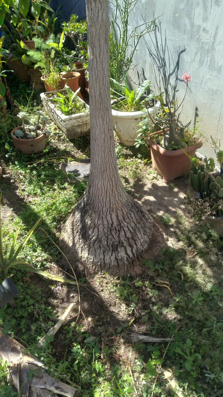Pata de elefante de 20 anos.3metros.gigante. - Foto 4