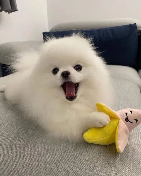 Spitz Alemão Brancos 