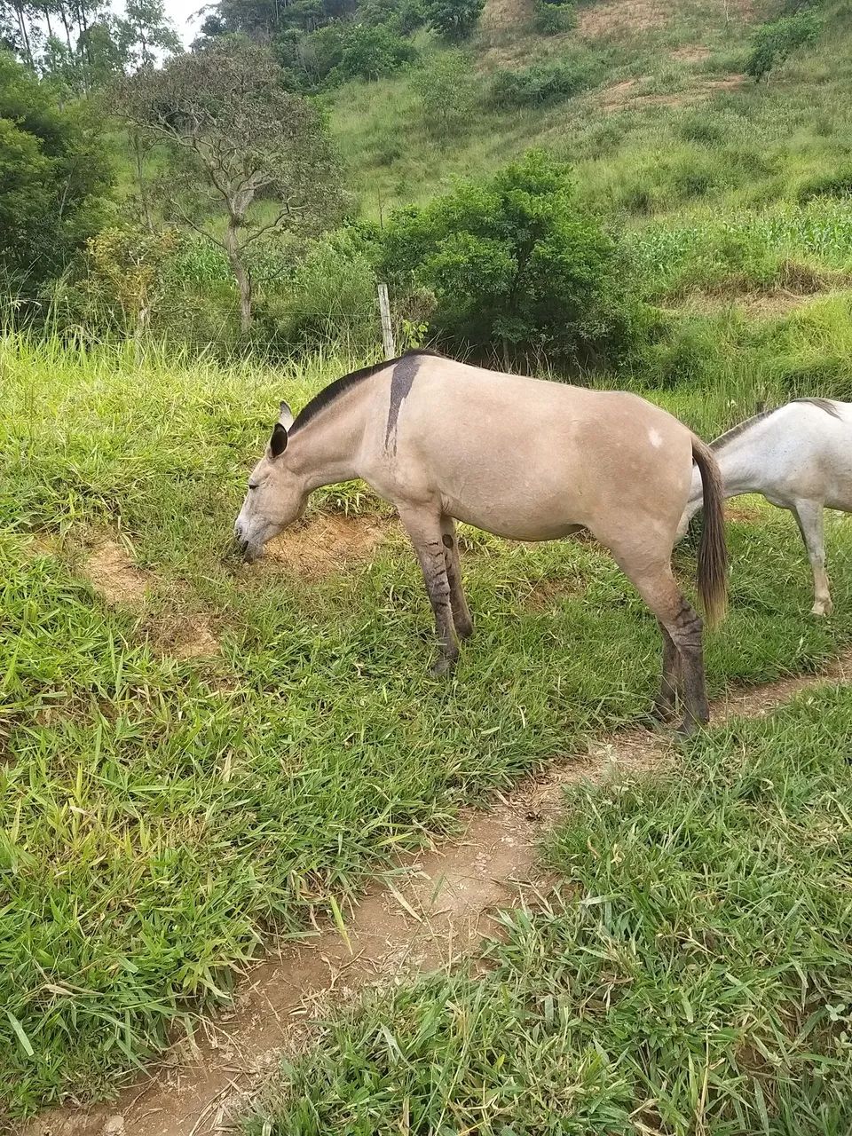 Mulas peigas - Foto 4