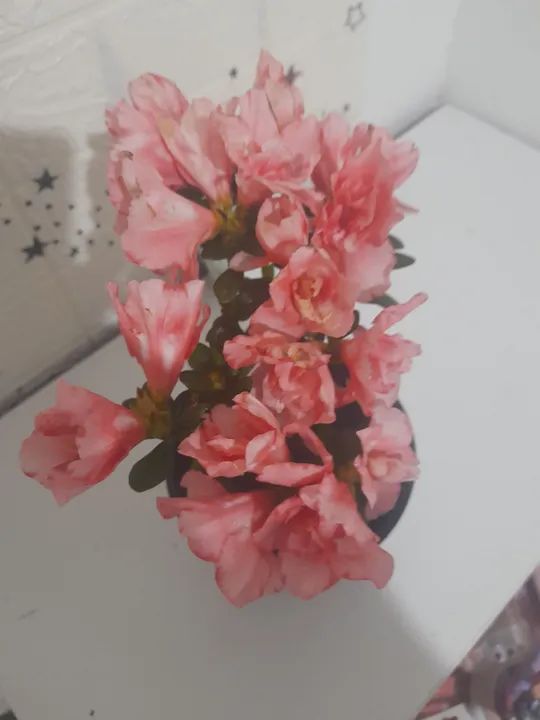 Azaléia Mini flor dobrada pink. Linda planta natural decoração interior e exterior. - Foto 4