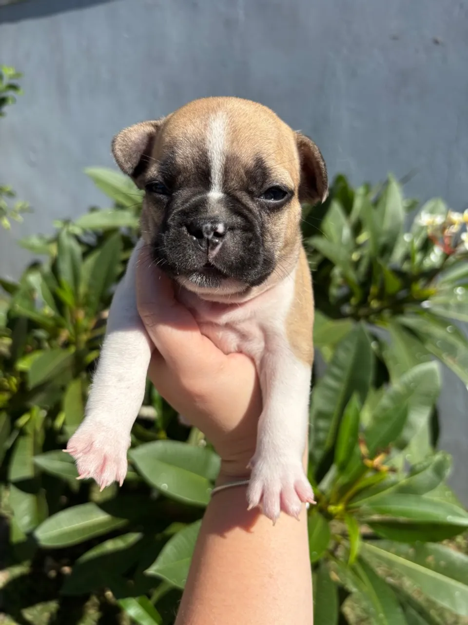Filhotes de Buldogue Francês