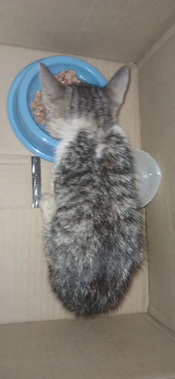 Gatinho filhote para adoção - Foto 2