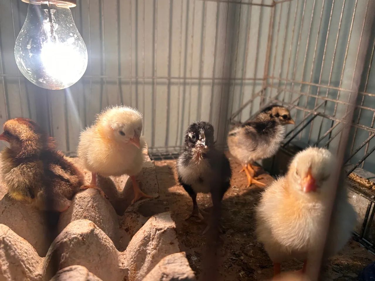 Pintinhos mestiço GSB apartir de $15,00 - Foto 2