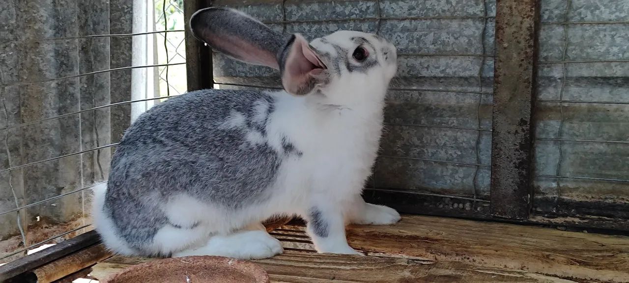 Filhotes de coelho gigante de Flanders  - Foto 3