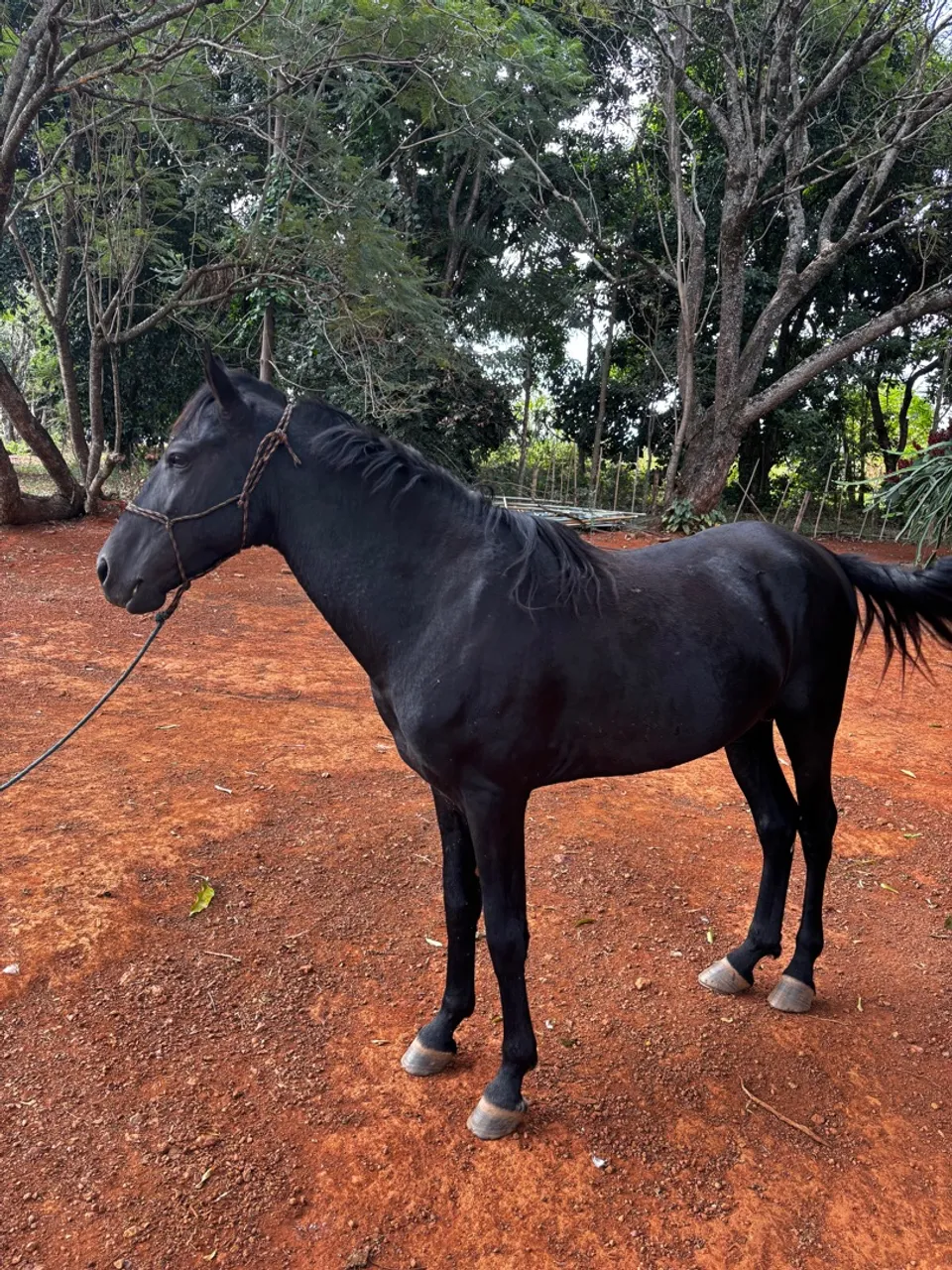 Cavalo