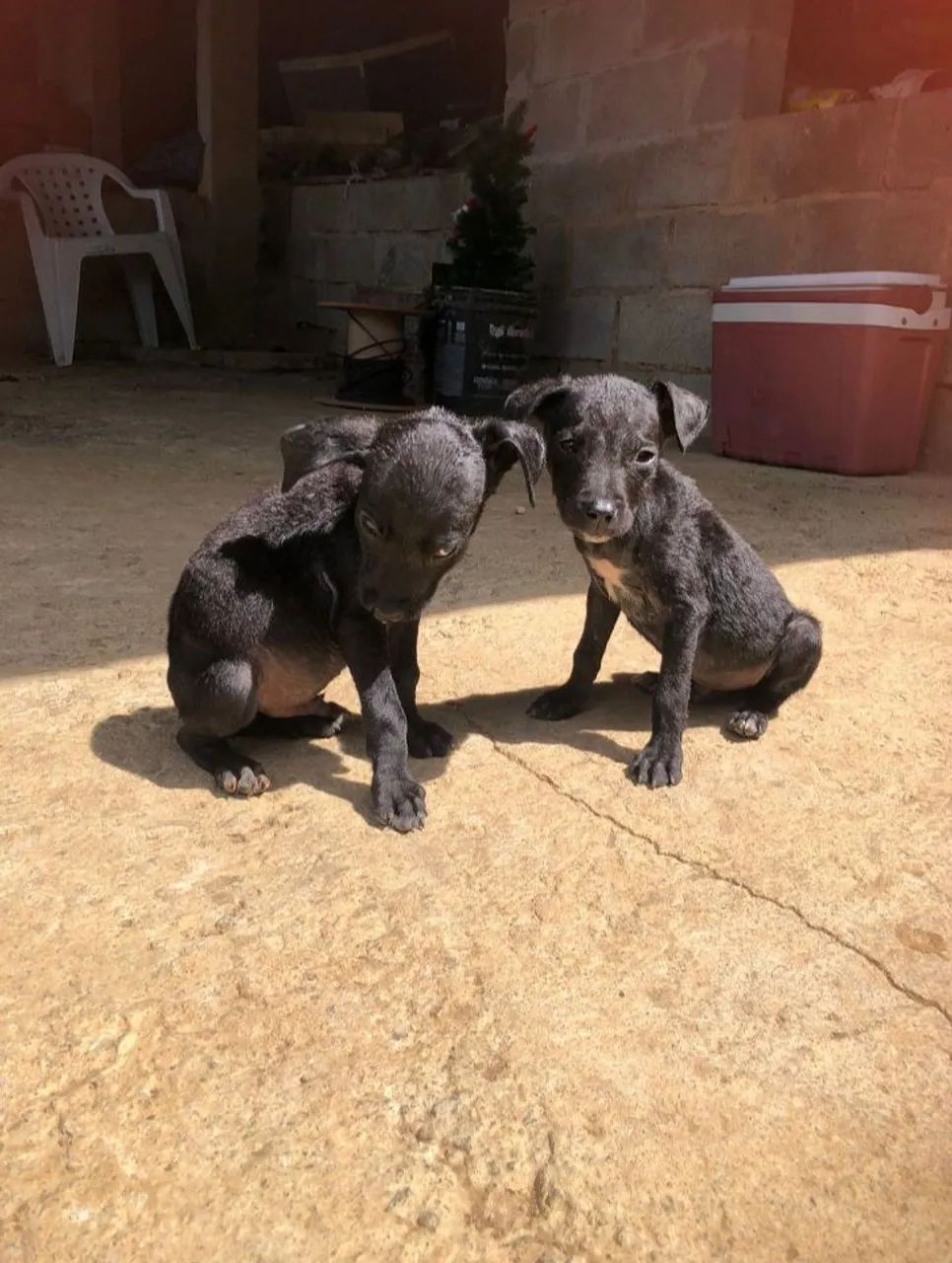 Doação de cachorro filhote