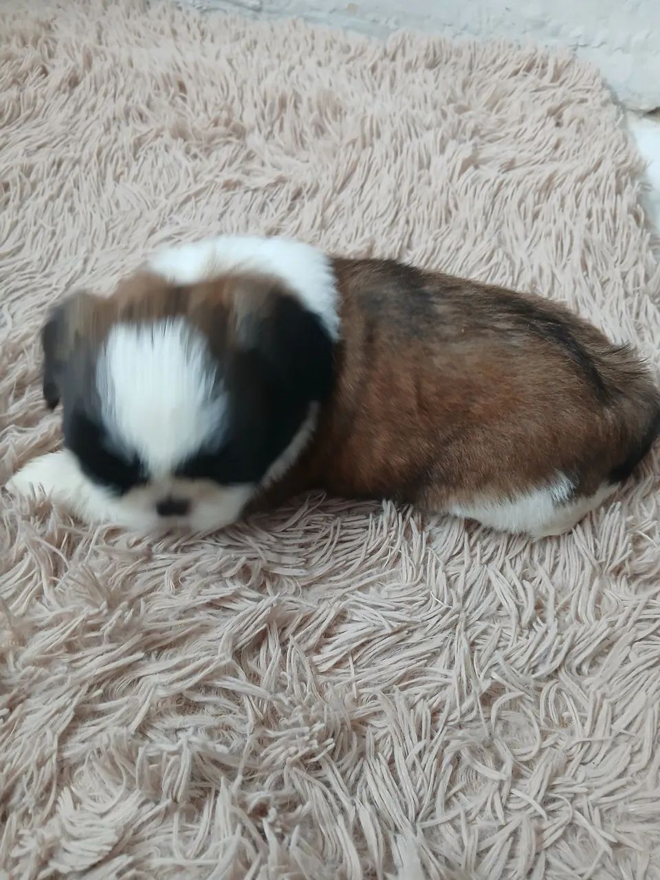 Filhote Shih Tzu Macho - Pelagem Tricolor - Foto 2
