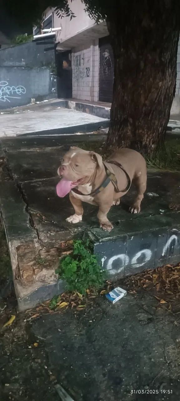 American Bully Macho (Reprodução) 