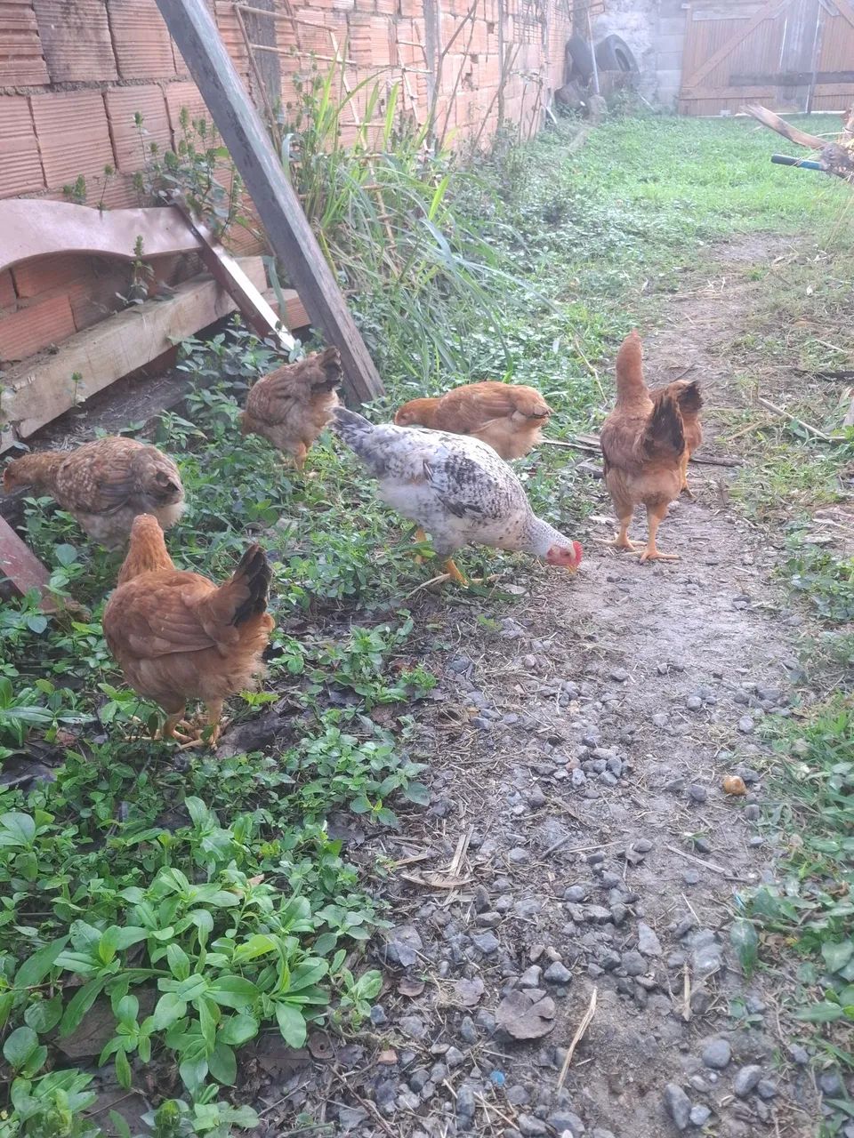 Frango caipira pesadao - Foto 2