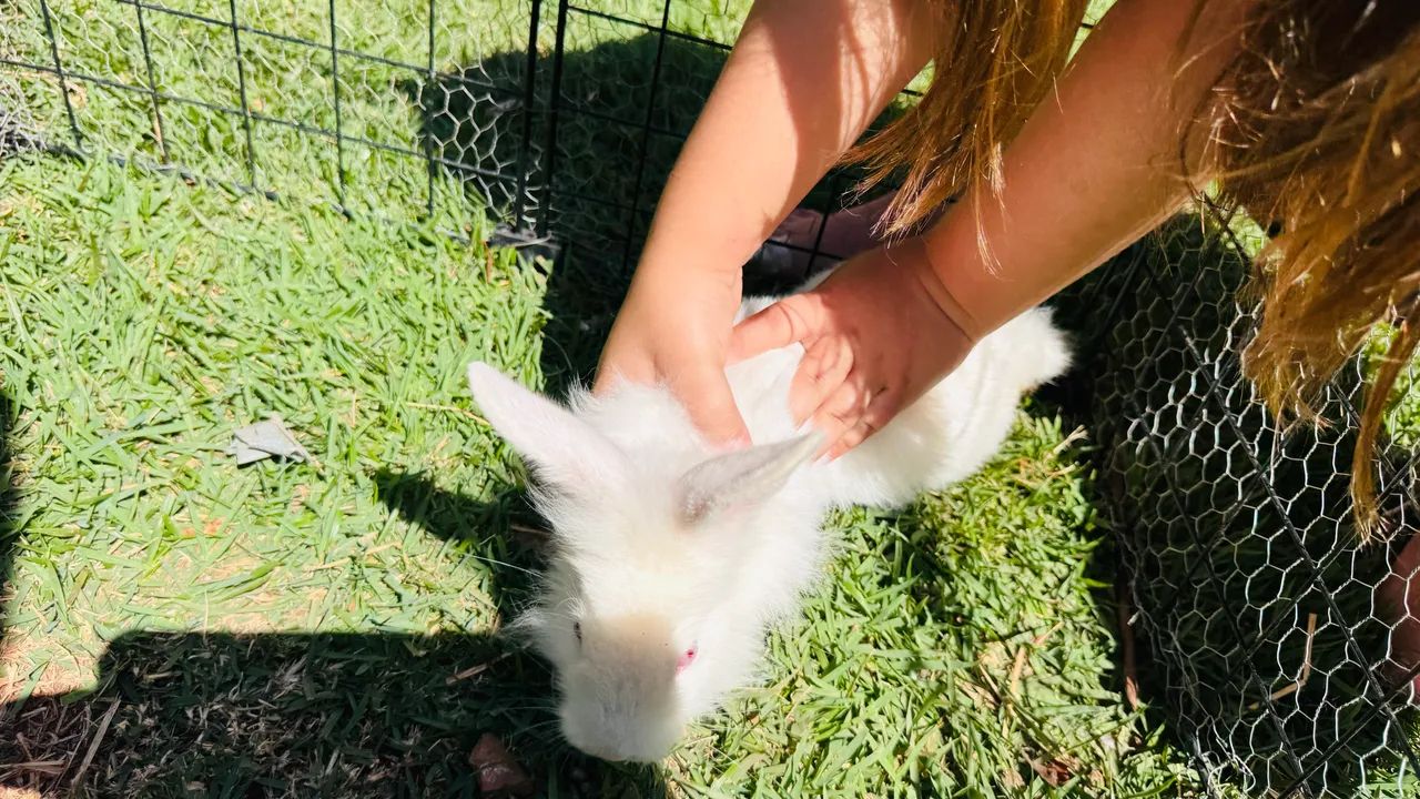 Coelhos  - Foto 4