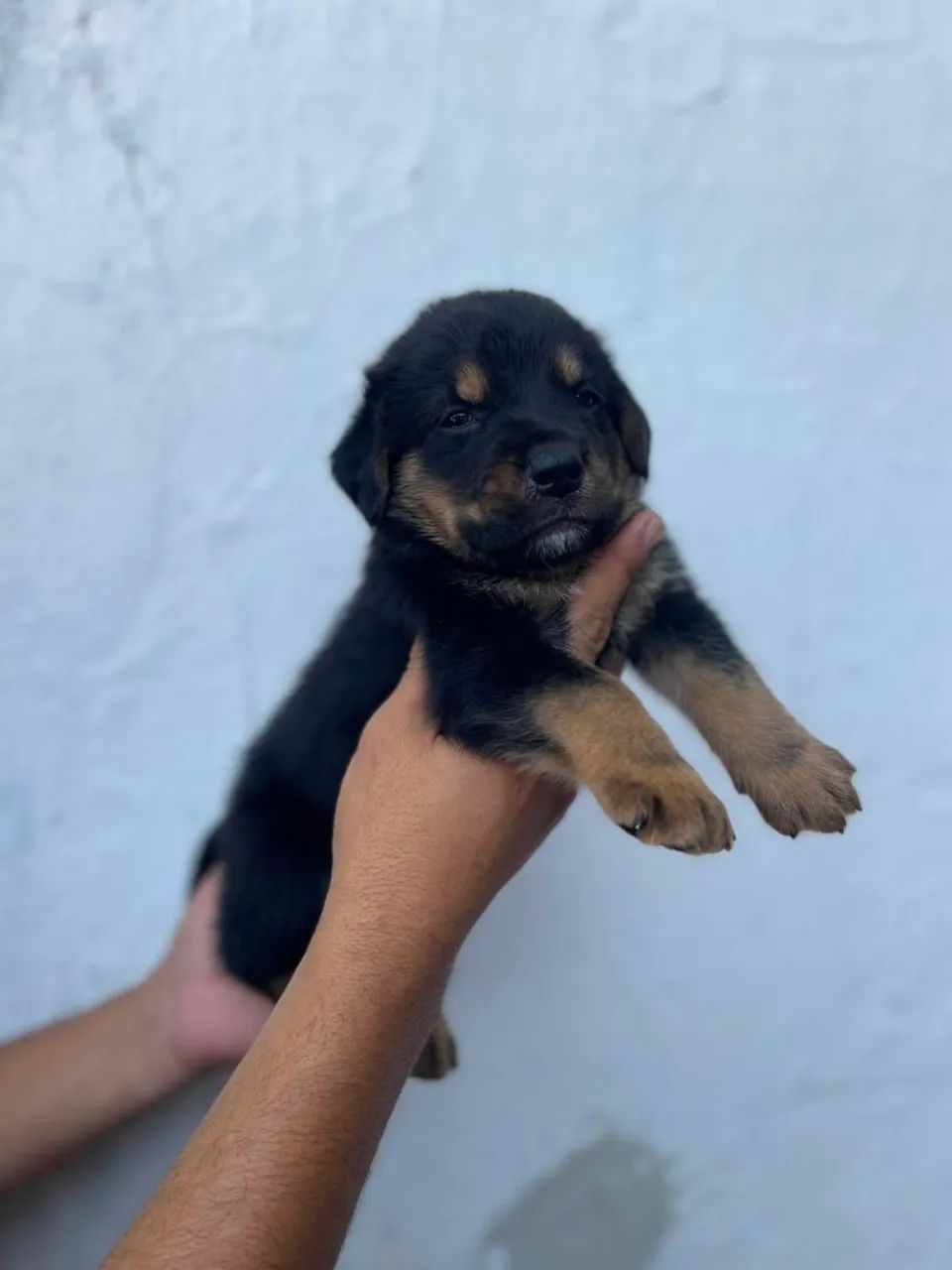 Rottweiler macho  - Foto 2