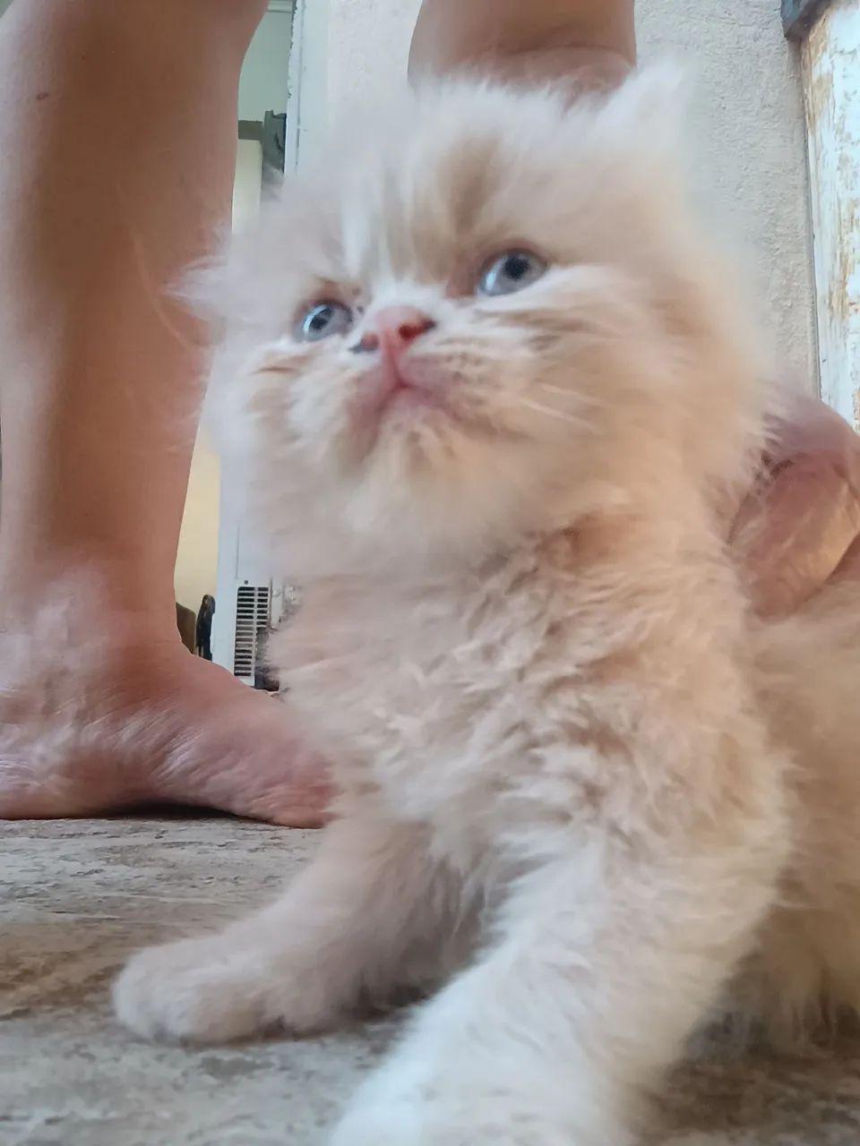 Persa filhote - Foto 2