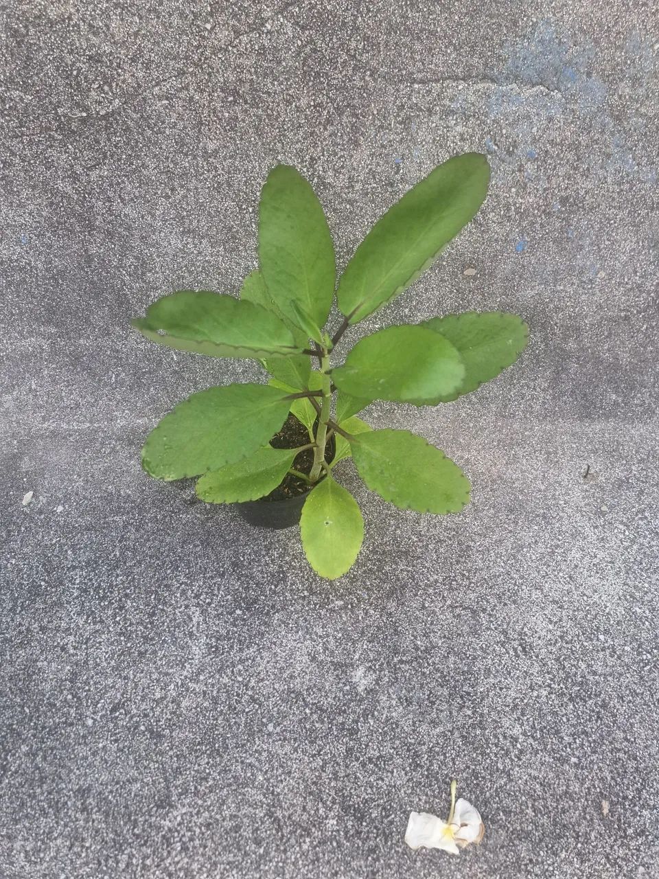 Muda de Corama - Foto 2